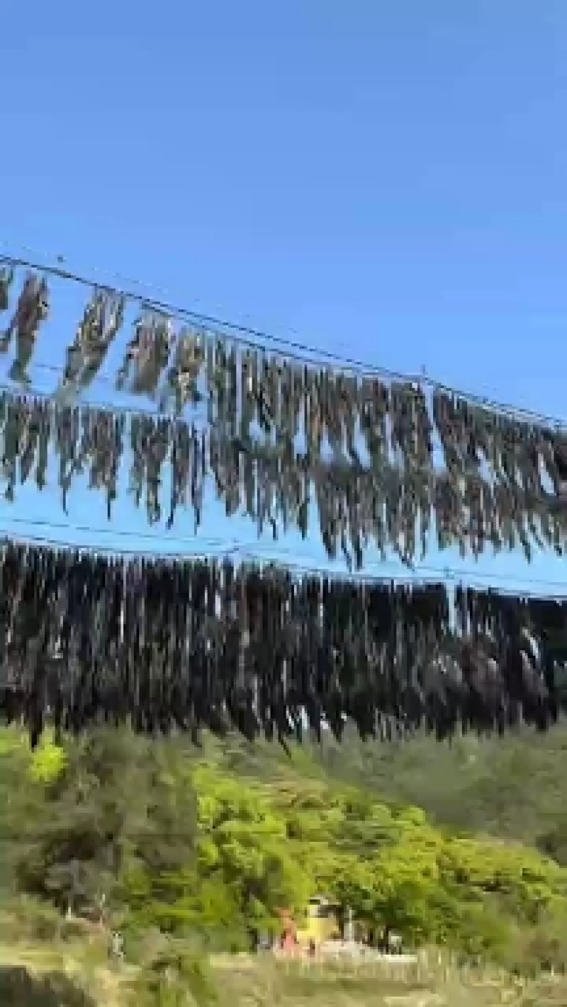 福建霞浦无沙挂菜散装干海带整条厚实天然日晒食材批发