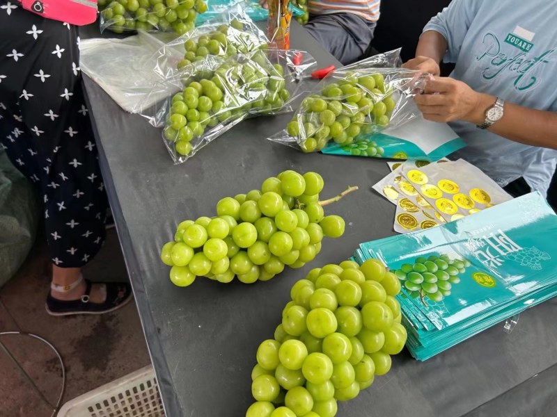 阳光玫瑰，大量上市，原产地货源充足，可供电商，商品果