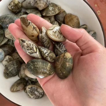 【热】🔥花甲苗花蛤苗适合养殖量大从优欢迎老板来电