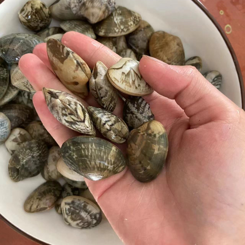 【热】🔥花甲苗花蛤苗适合养殖量大从优欢迎老板来电