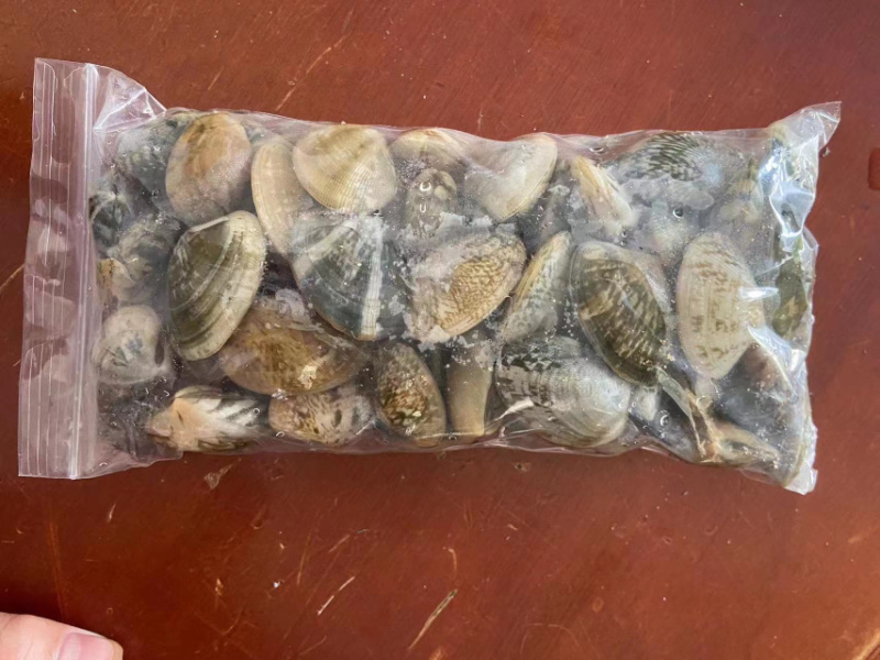 【热】🔥花甲苗花蛤苗适合养殖量大从优欢迎老板来电