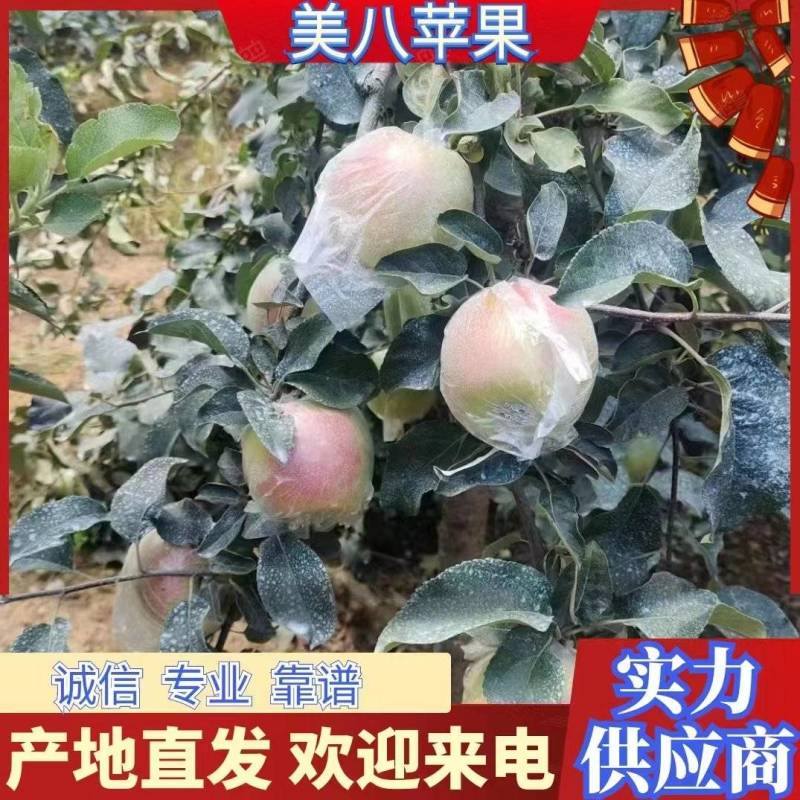 美八苹果80mm以上膜袋苹果大量供应中