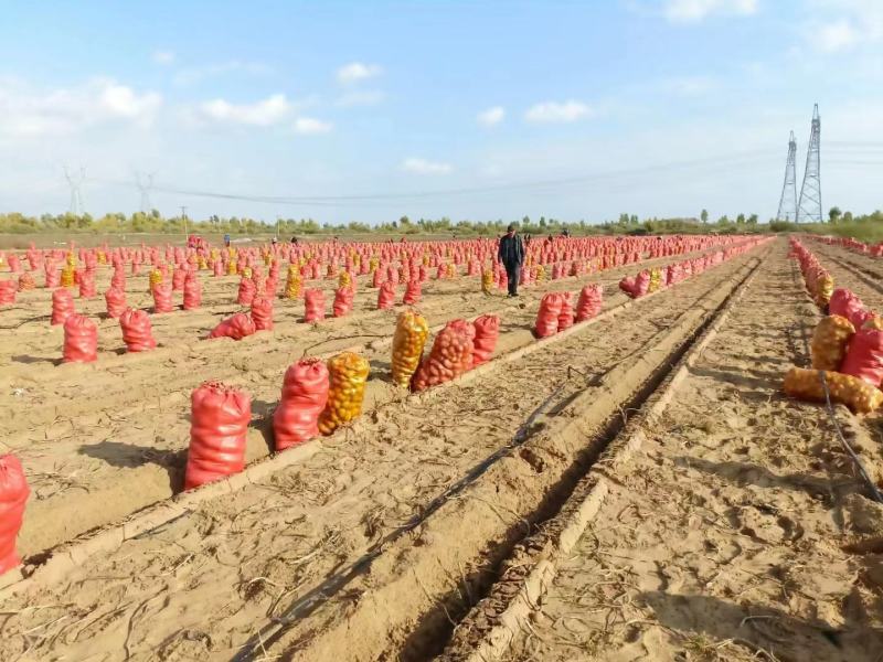 陕西土豆V7沃土5号规格齐全支持代发对接全国市场