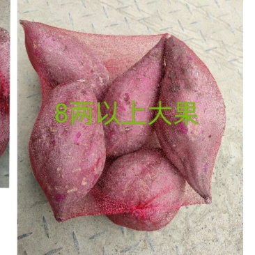 泰紫薯1号,新疆基地,夏季烤紫薯,选泰紫薯1号
