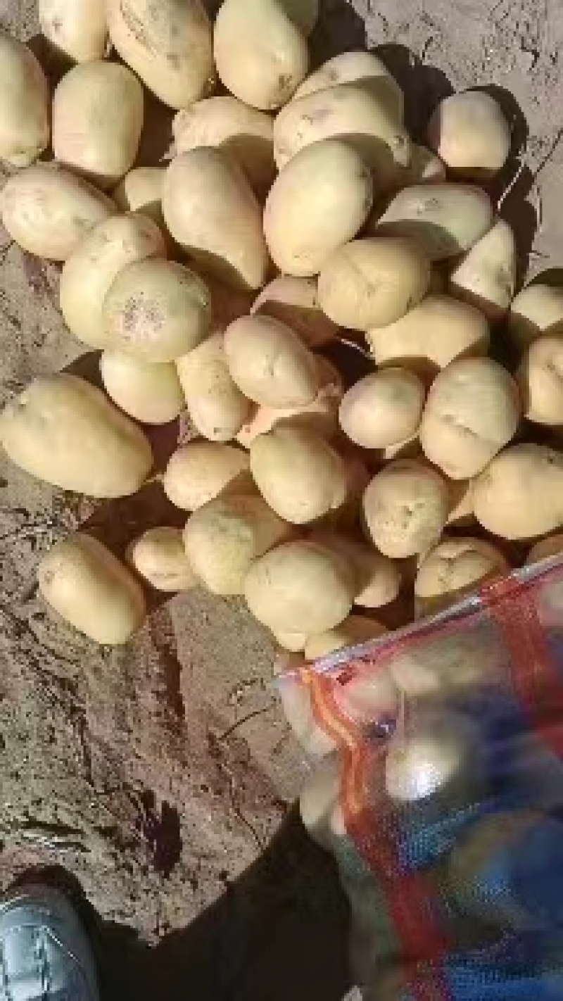 陕北土豆-V7黄心土豆规格齐全大量供货欢迎咨询