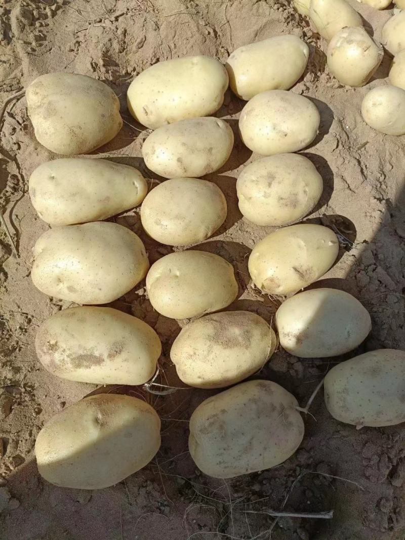 陕北土豆-V7黄心土豆规格齐全大量供货欢迎咨询