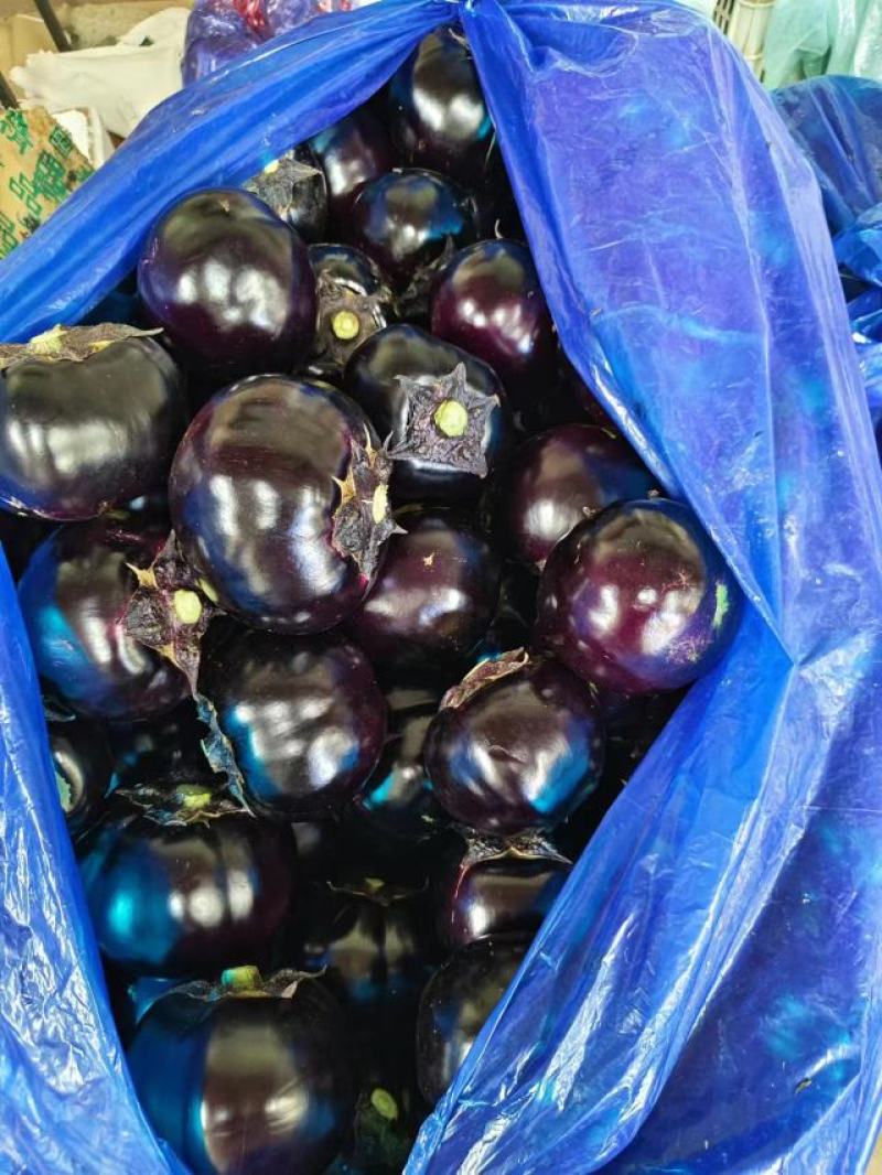 精品圆茄紫光产地直供大量上市一手货源大量上市欢迎老板洽谈
