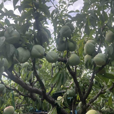 带蜂糖香的浦江桃形李脆甜爽口