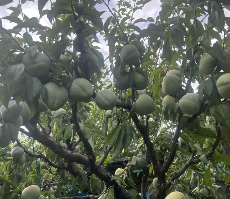 带蜂糖香的浦江桃形李脆甜爽口