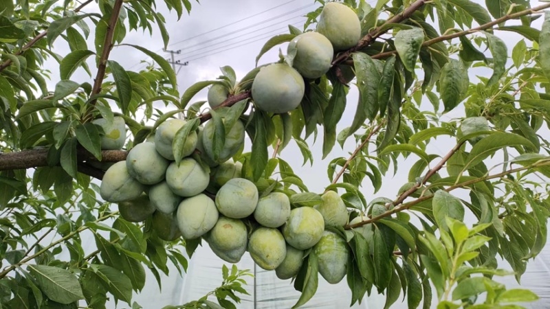 带蜂糖香的浦江桃形李脆甜爽口