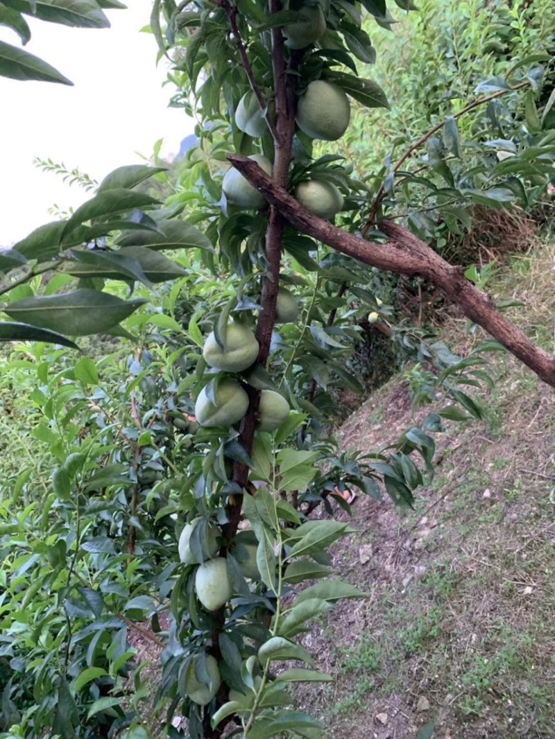 带蜂糖香的浦江桃形李脆甜爽口