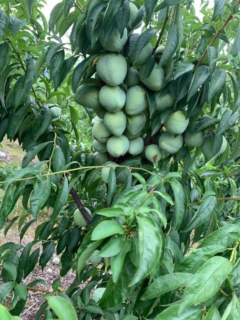 带蜂糖香的浦江桃形李脆甜爽口