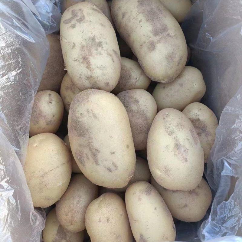 陕北榆林沙地土豆-黄心土豆规格齐全大量供货品种好