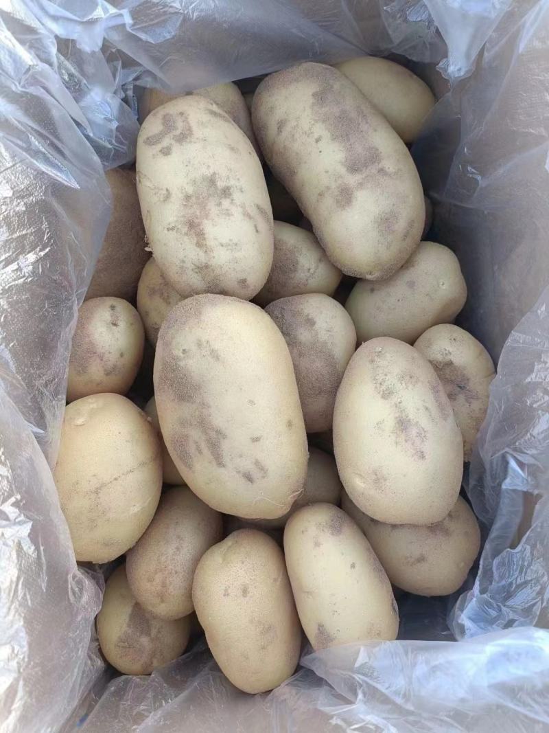 陕北榆林沙地土豆-黄心土豆规格齐全大量供货品种好