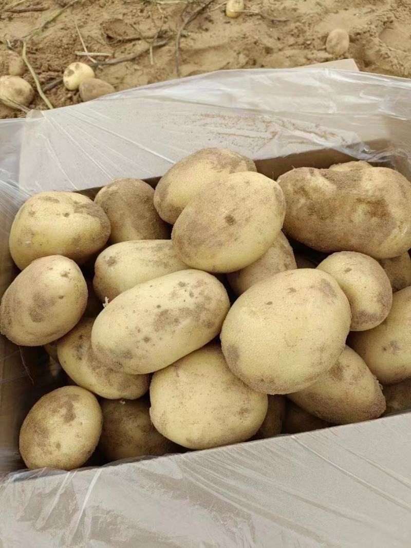 陕北榆林沙地土豆-黄心土豆规格齐全大量供货品种好
