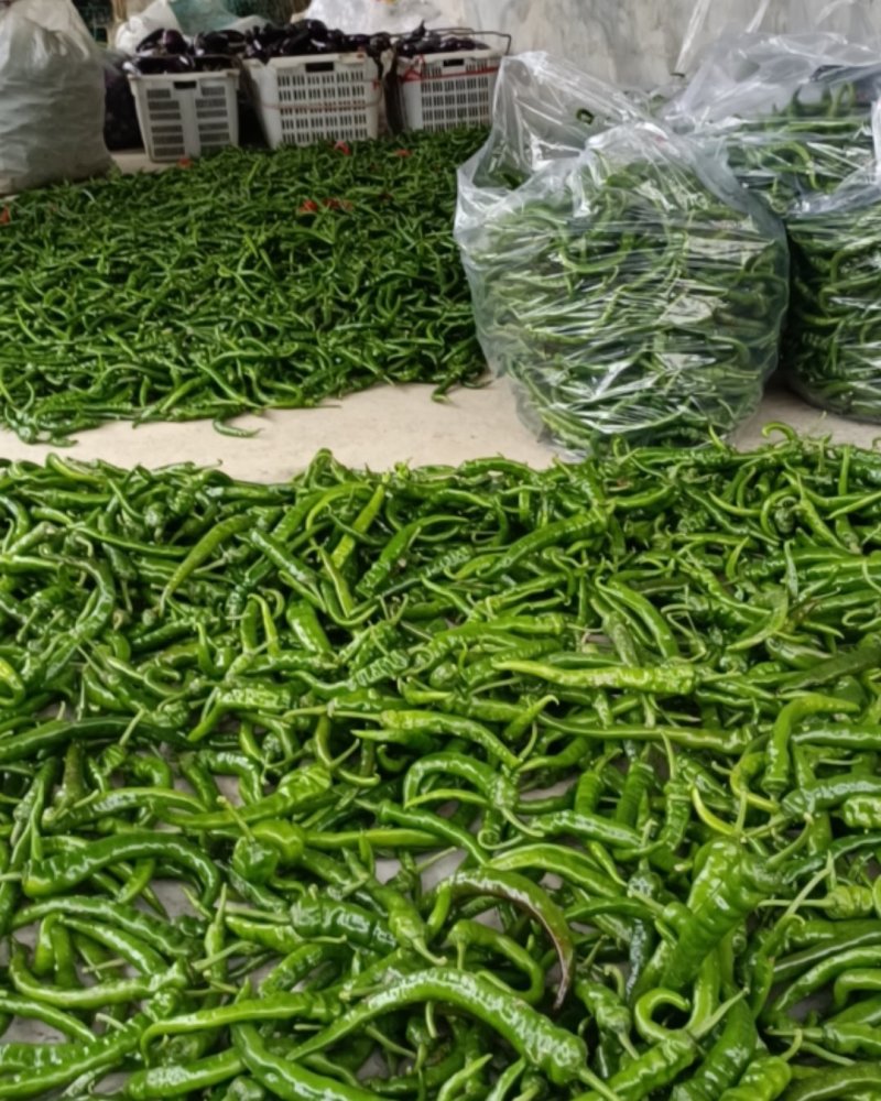 湘西罗线椒有小红椒