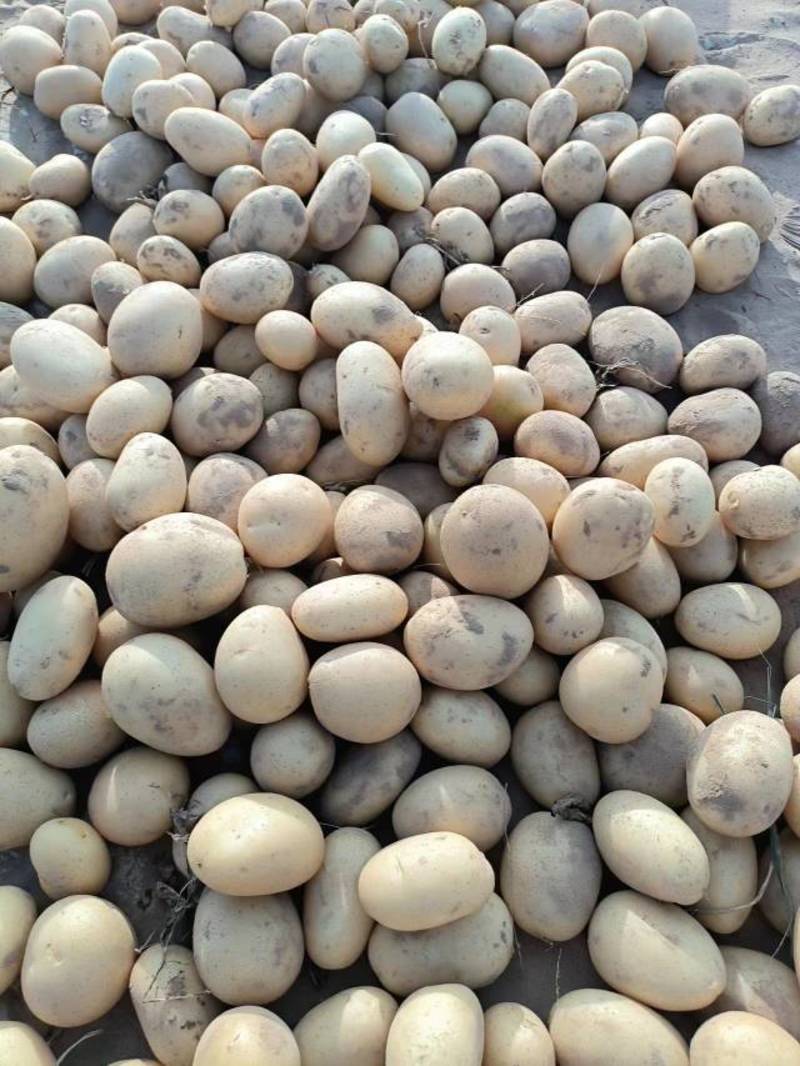 电商中果1.5-3两2-4两各种规格都有，陕西沙漠土豆