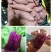泰紫薯1号拇指薯，蒸烤均可，口感软糯香甜，引流必备品