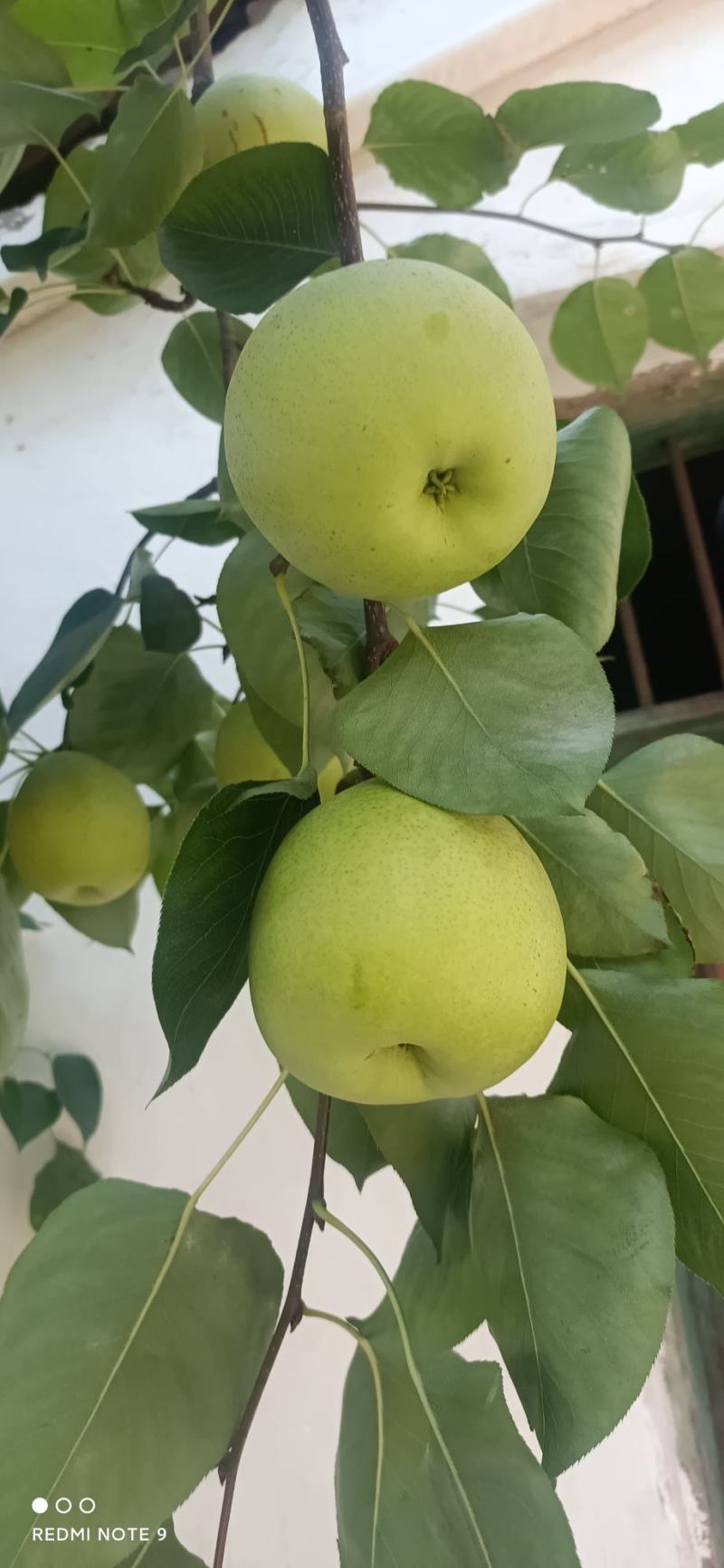 优质金花梨