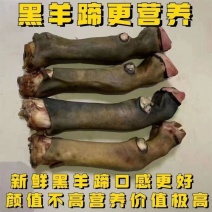 育肥黑花蹄价格便宜