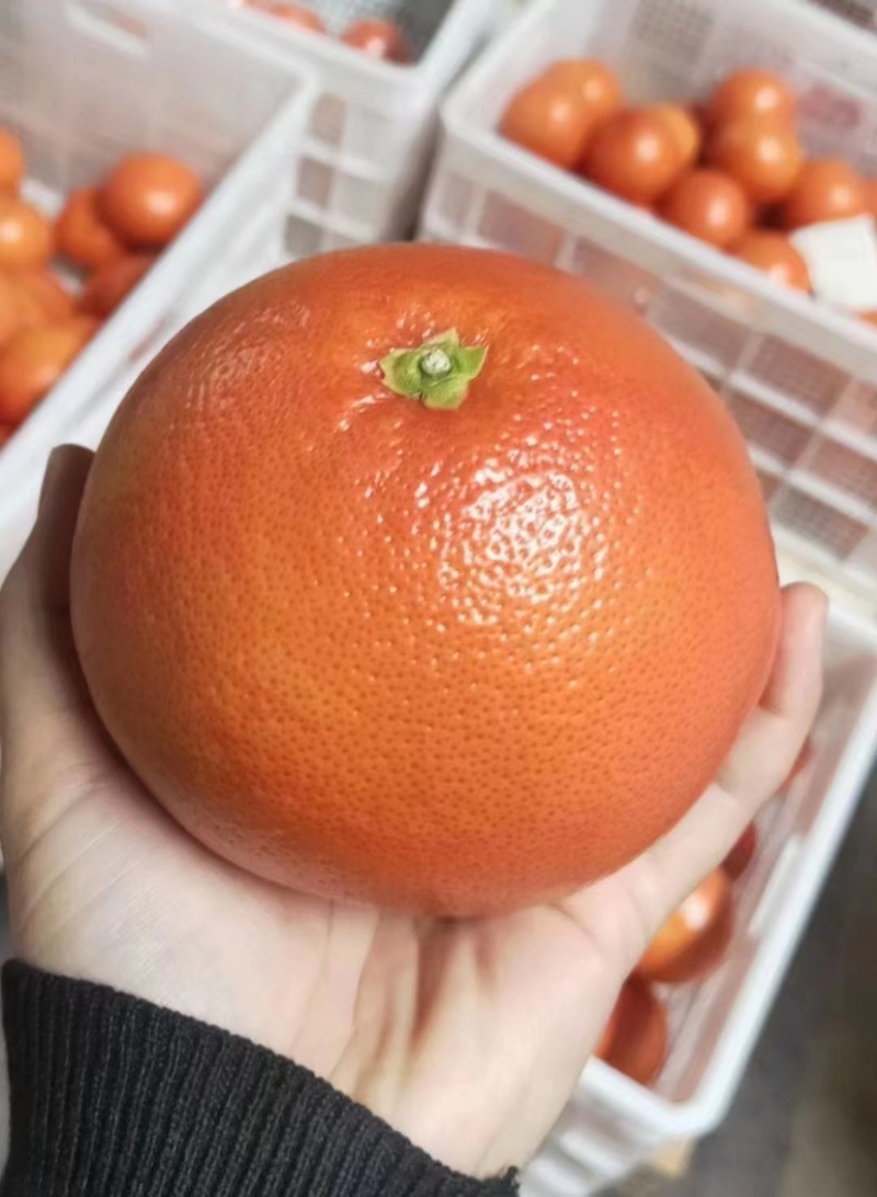 西柚，三红葡萄柚，产地对接大批市场，整车落地配