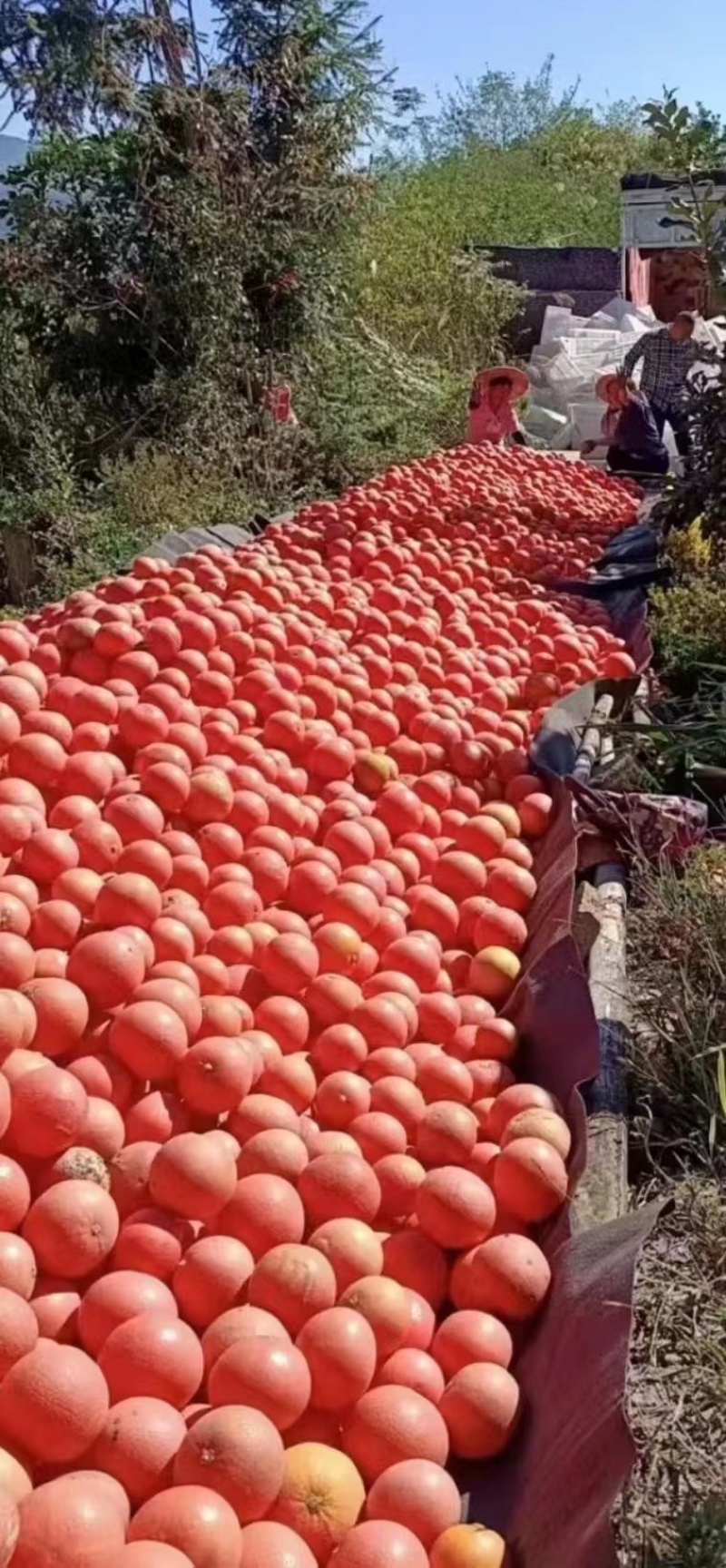 西柚，三红葡萄柚，产地对接大批市场，整车落地配