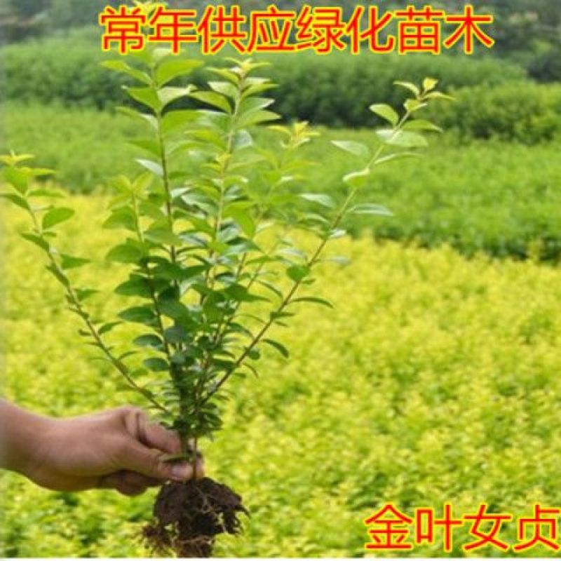 金叶女贞小苗，金叶女贞工程苗，金叶女贞杯苗，金叶女贞球