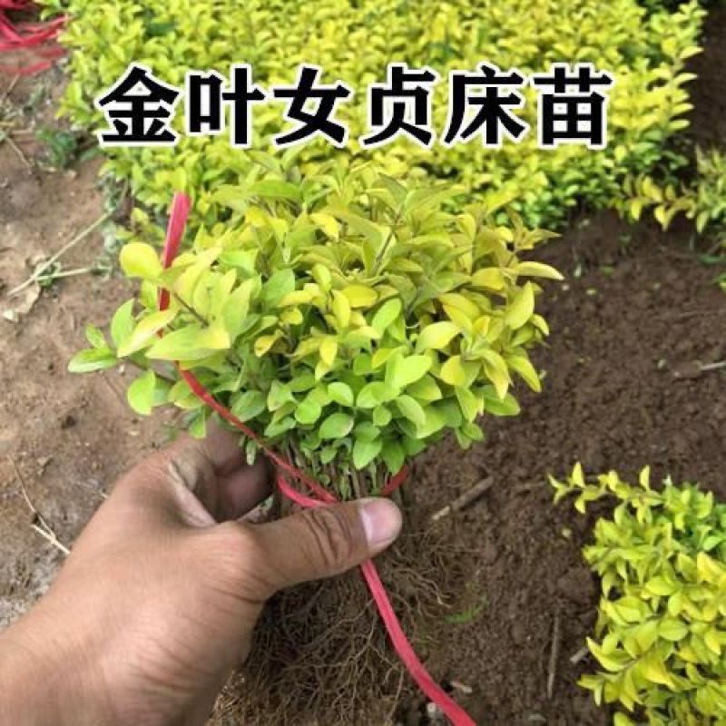 金叶女贞小苗，金叶女贞工程苗，金叶女贞杯苗，金叶女贞球