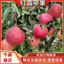云南昭通红露苹果大量上市产地发货量大从优欢迎来电