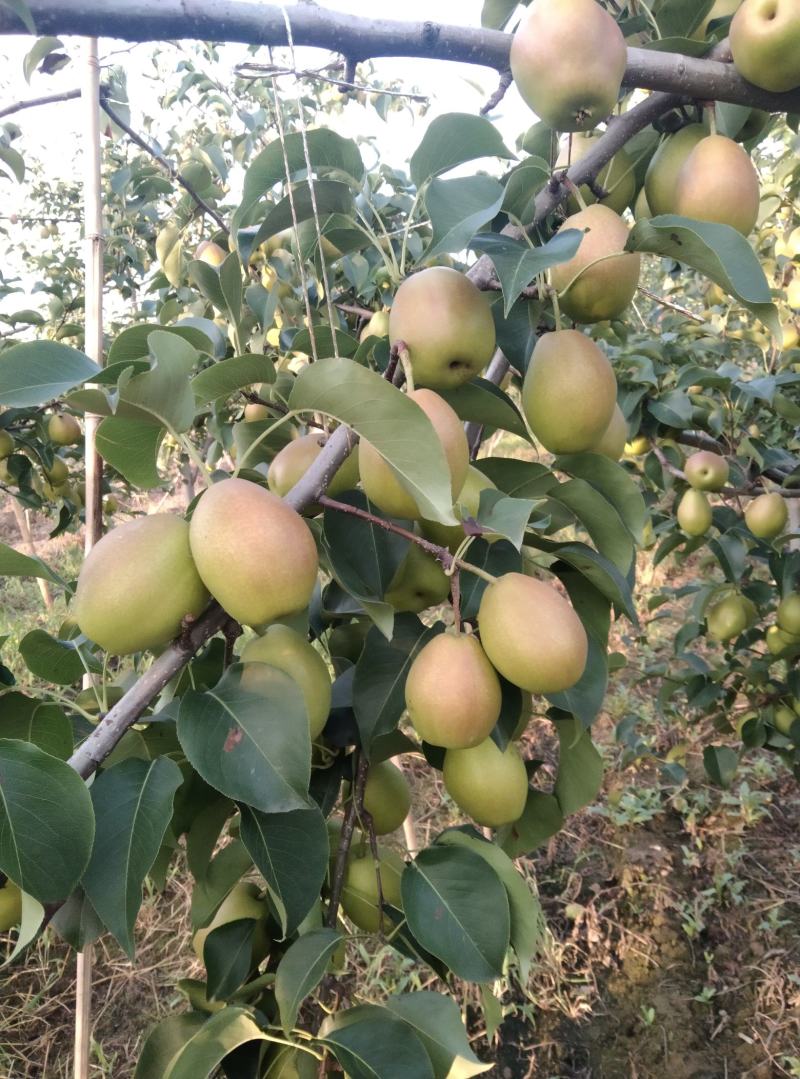 山西省运城市龙居镇红香酥基地