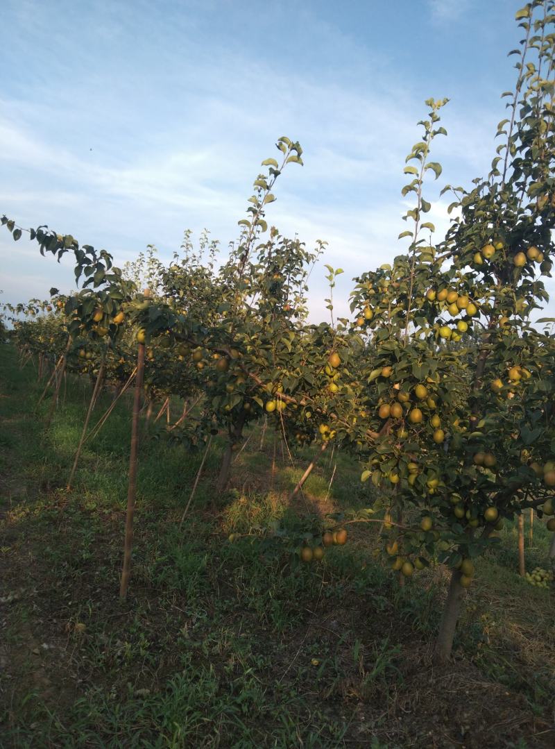 山西省运城市龙居镇红香酥基地