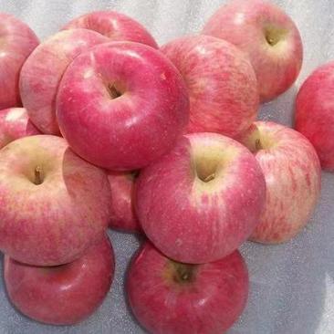 山东美八苹果红露苹果大量上市了，货源充足
