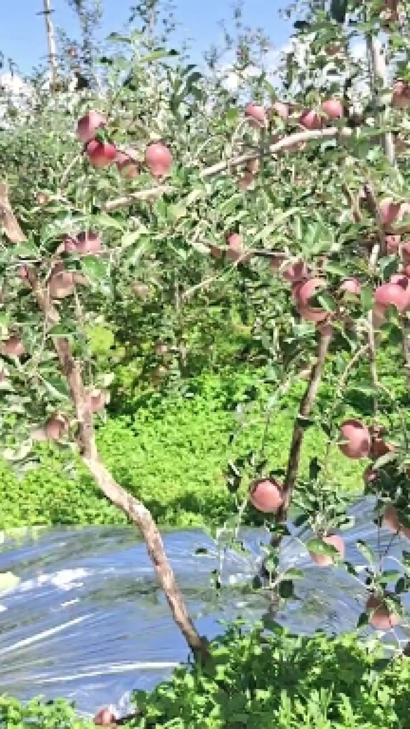 西南植户