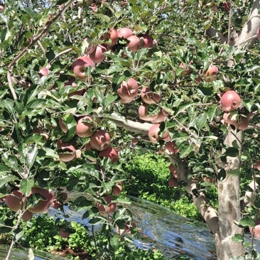 西南植户