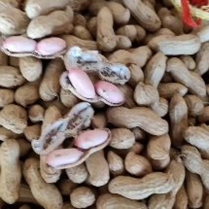 白沙系列花生鲜花生产地直发颗粒饱满可视频看货