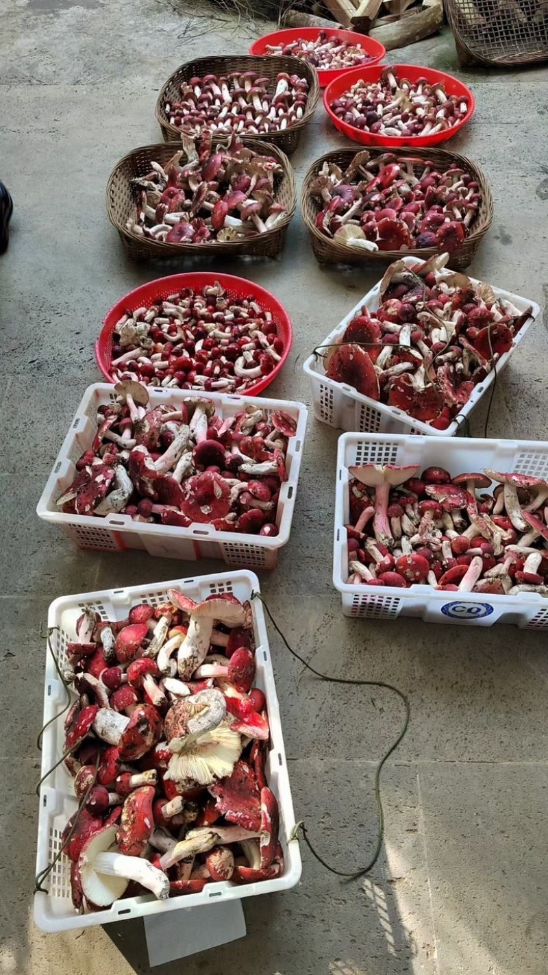 云南腾冲高海拔高山野生大红菇，香味浓郁