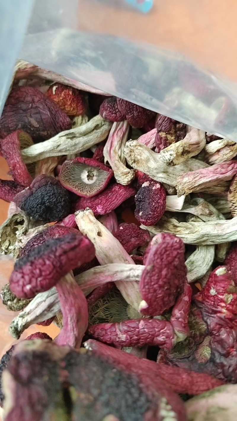 云南腾冲高海拔高山野生大红菇，香味浓郁