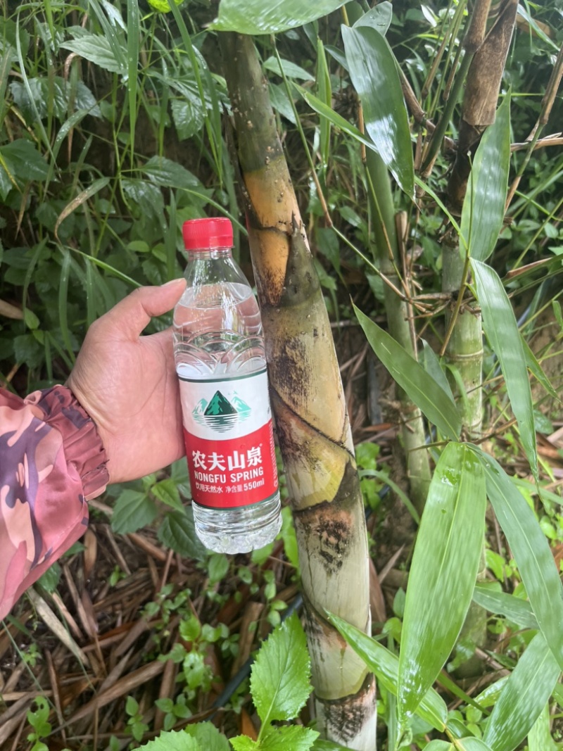 云南西双版纳.水果甜笋大量上市对接市场超市电商加工厂