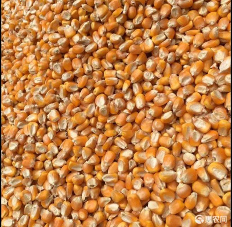 襄阳玉米基地大量特价批发新玉米