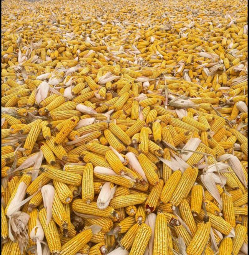 襄阳玉米基地大量特价批发新玉米