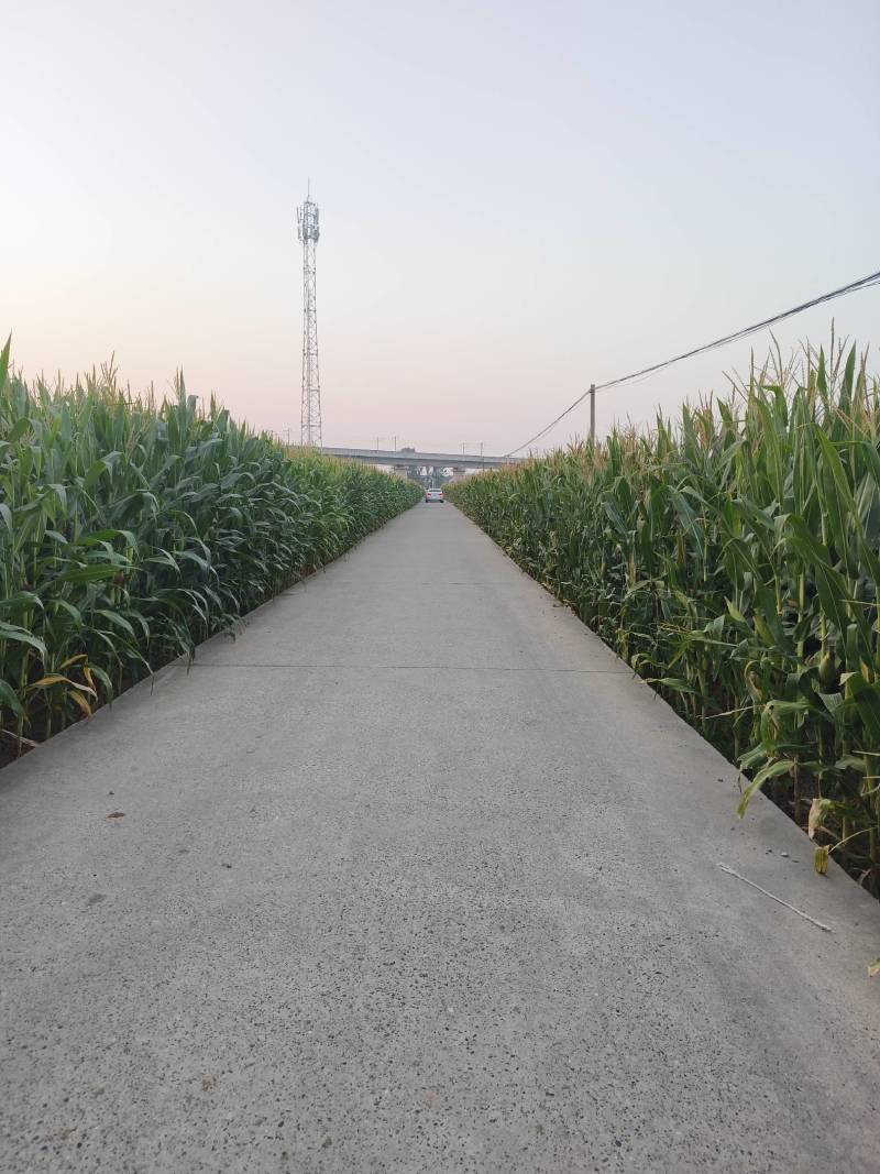 襄阳玉米基地大量特价批发新玉米