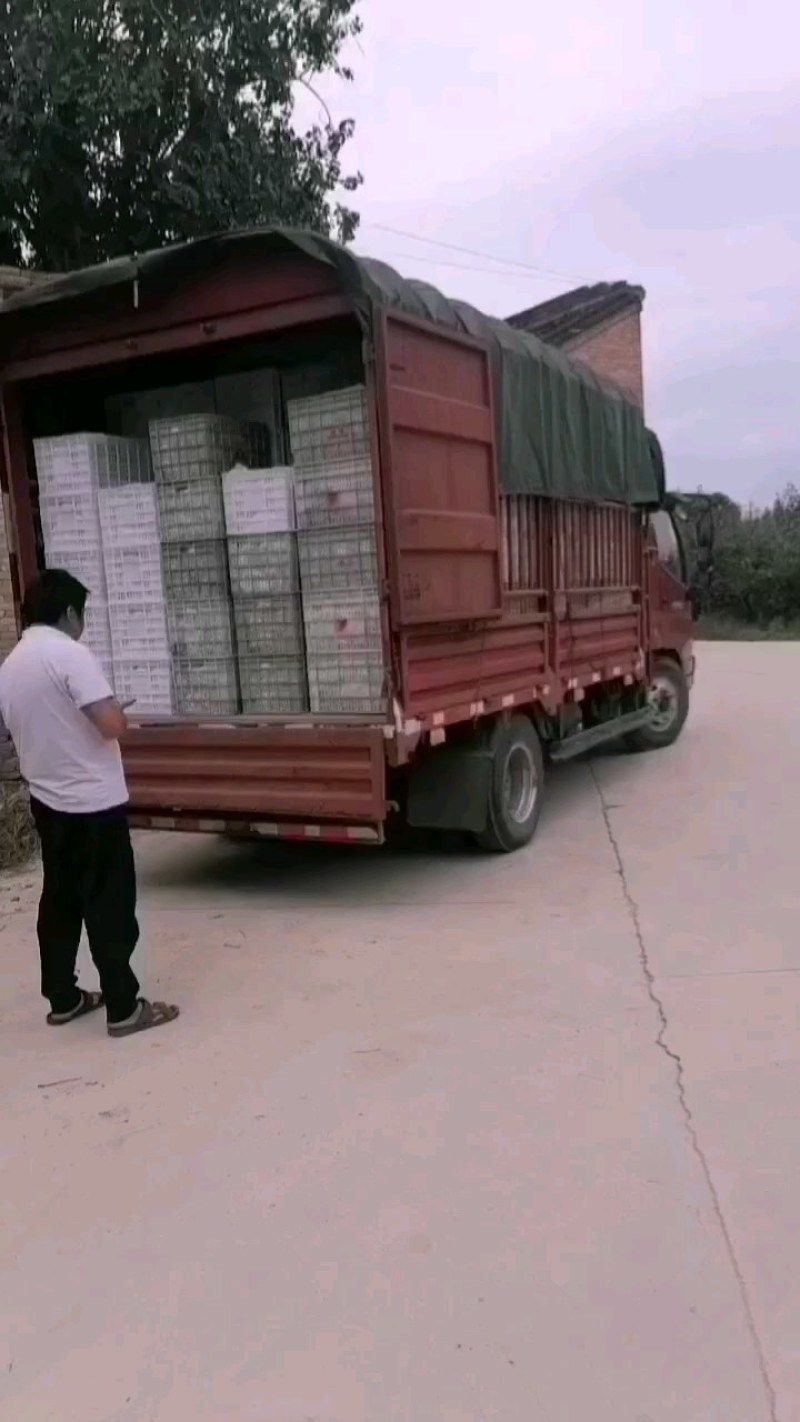 【实力商家】精品核桃大量上市中，产地直发量大从优