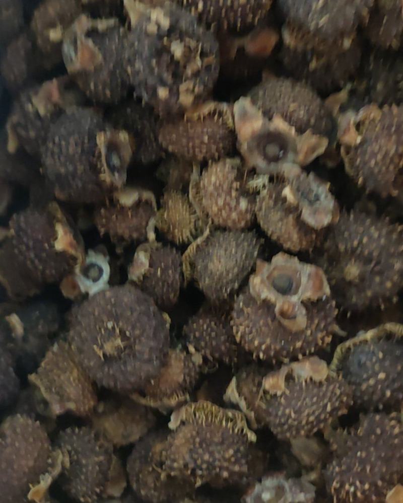 贵州赤水刺梨鲜果，干果