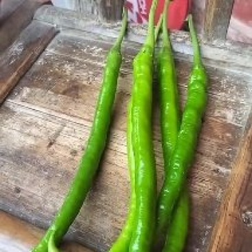 高上线椒绿色蔬菜