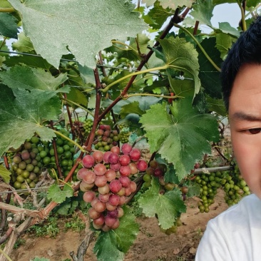 巨峰葡萄自然成熟