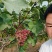 巨峰葡萄自然成熟