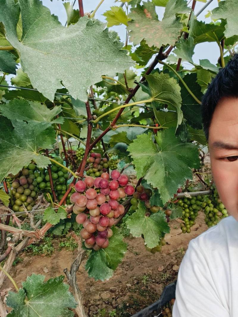 巨峰葡萄自然成熟