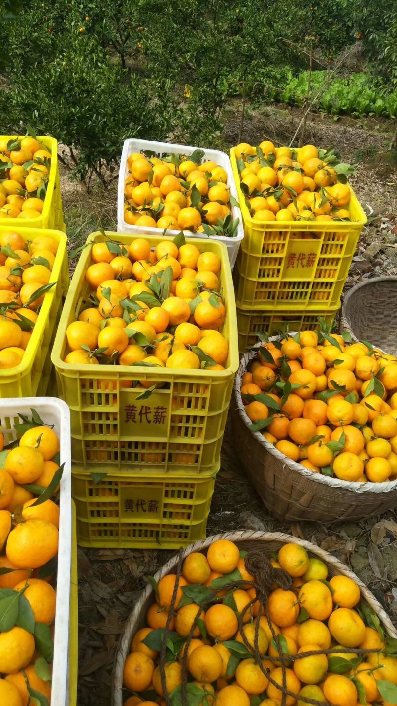 青皮高山蜜橘大量上市中价格优惠口感酸甜适中