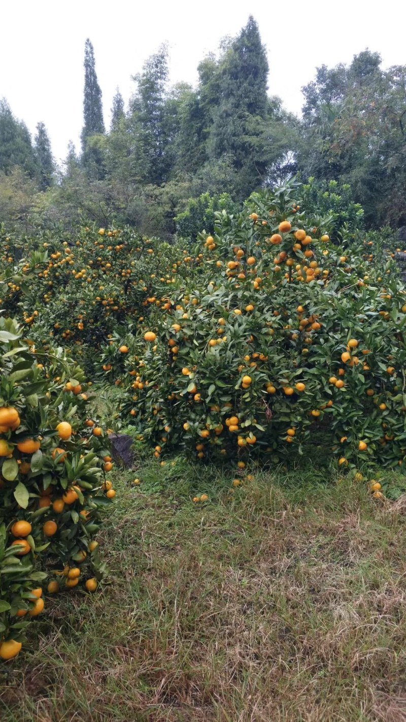 青皮高山蜜橘大量上市中价格优惠口感酸甜适中