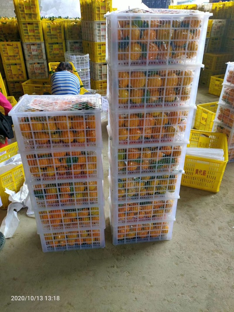 青皮高山蜜橘大量上市中价格优惠口感酸甜适中